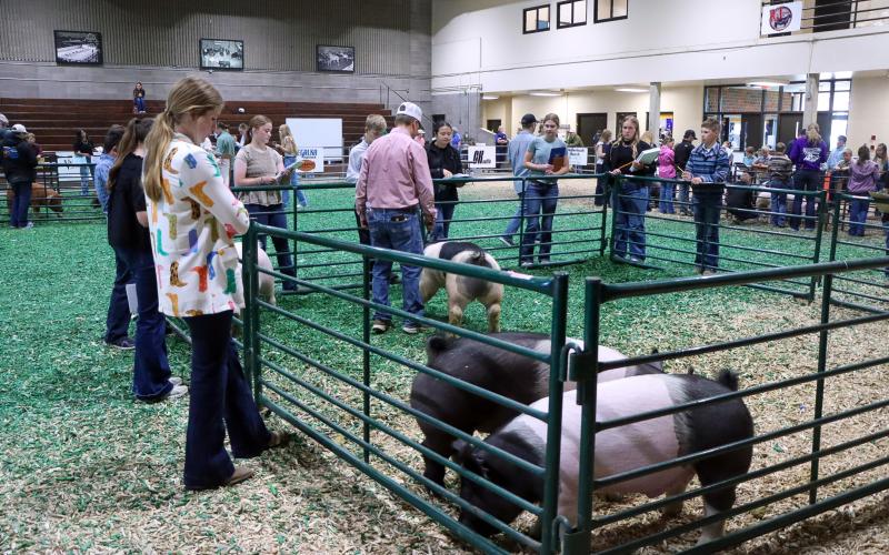 A group of youth standing around a pen with three pigs in it