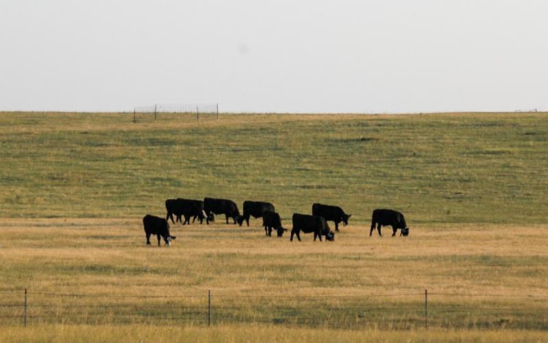 a group of cattle grazing in a green pasture.