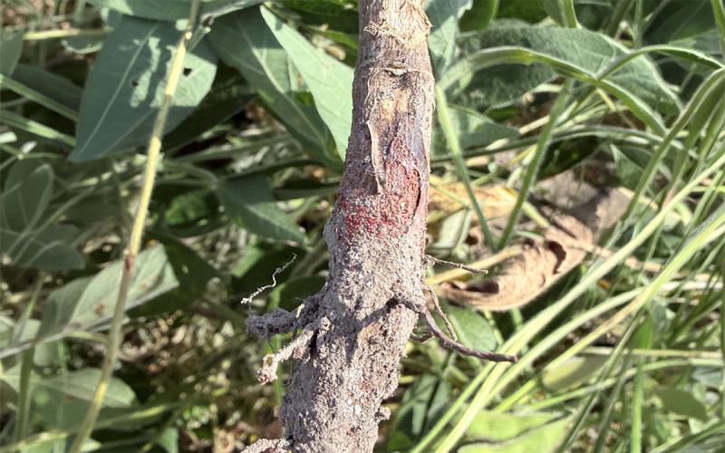 Uprooted soybean plant showing Red Crown Rot symptoms on the plant roots.