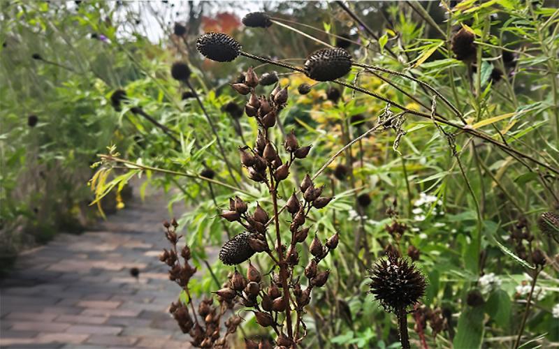 Native flower seedheads in a fall garden.