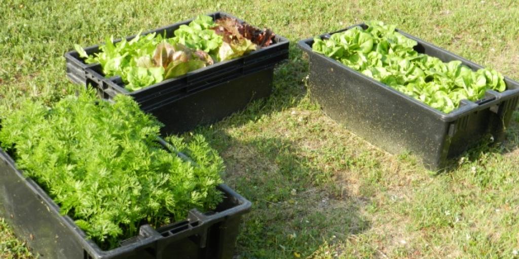 Growing Vegetables In Tubs Growing Vegetables In Tubs, Vegetable Gardening In Plastic Bins