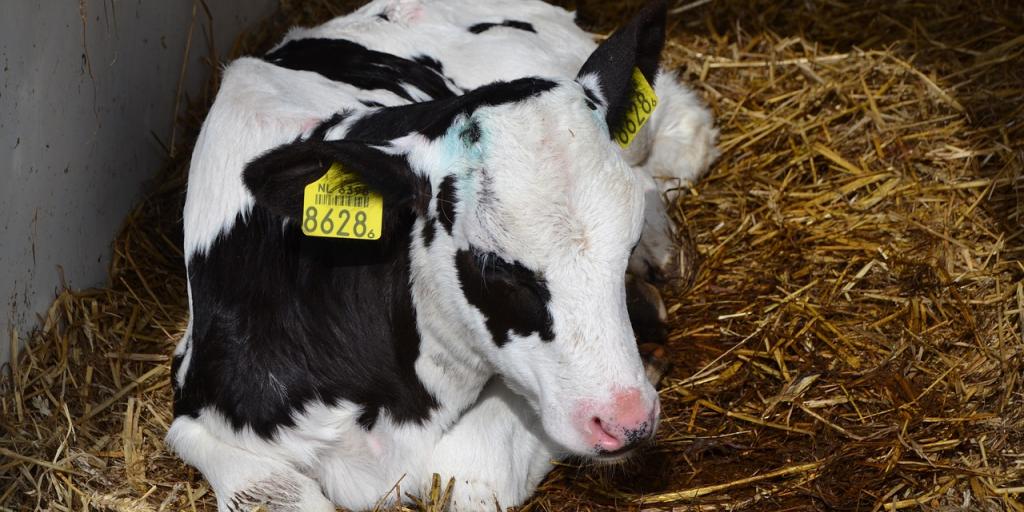 Ringworm Don T Let It Ruin Your Show Season