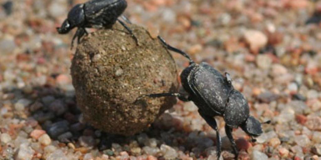 Promoting Dung Beetles on the Range