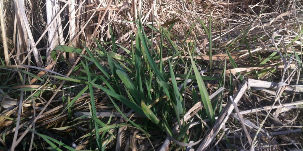 Reed Canary Grass Winter