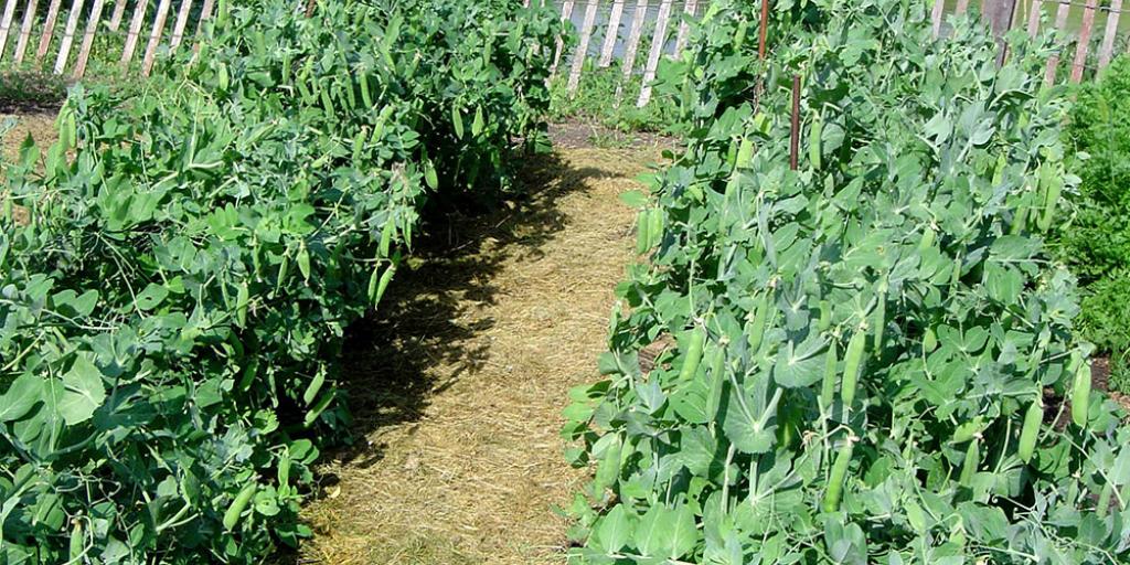 Garden Peas