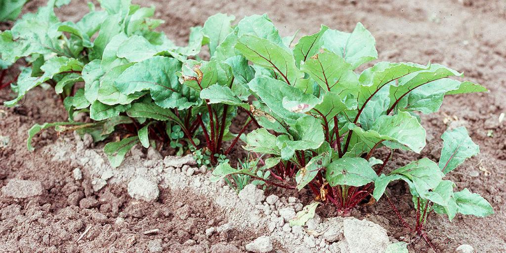 Beets: How to Grow It