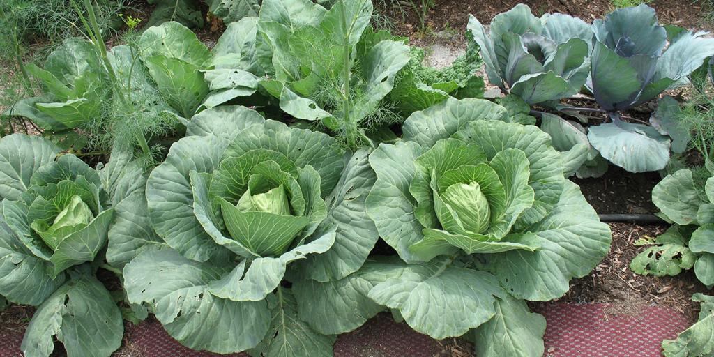 Cabbage: How to Grow It