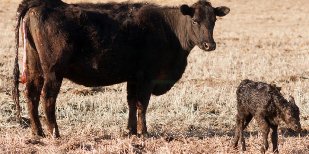 Beef: Best Management Practices for Cow-Calf Production
