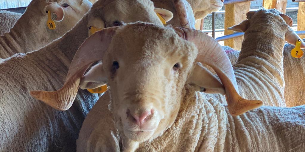 Why Sheep? ‎– Sampling Concerto The day the world saw the first cloned sheep – level 3