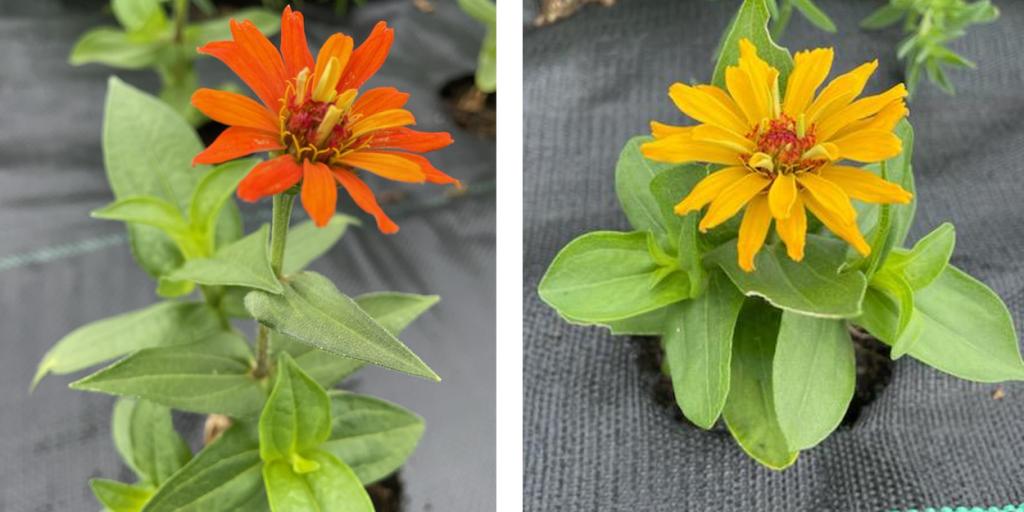 Beneficial Flowers for Organic Vegetable Production Systems