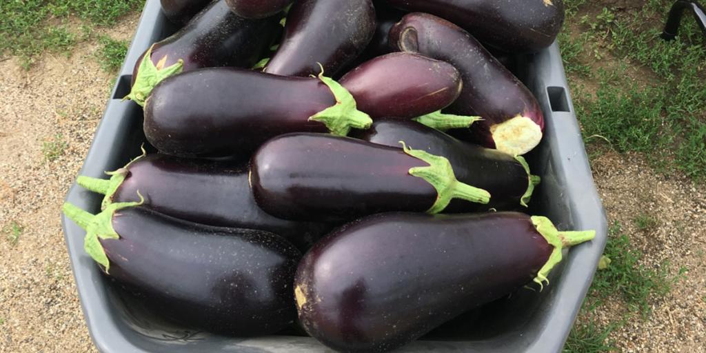 W-02117-01-Eggplant-How-to-